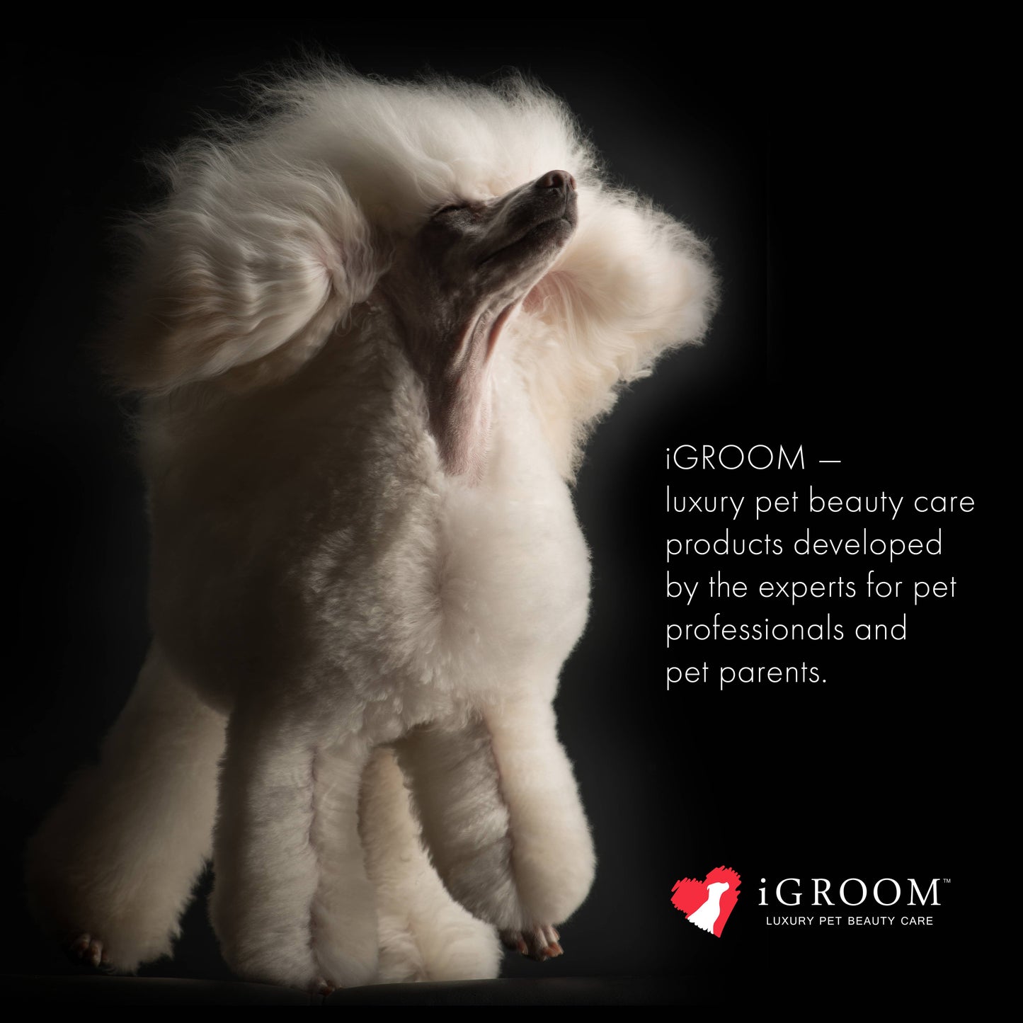 Pet Grooming Coat Care Essentials